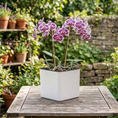 Pot de fleur 